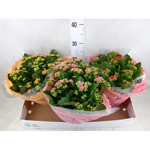 Kalanchoe blos.   ..rosebud mix  4