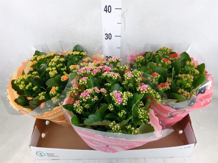 <h4>Kalanchoe blos.   ..rosebud mix  4</h4>