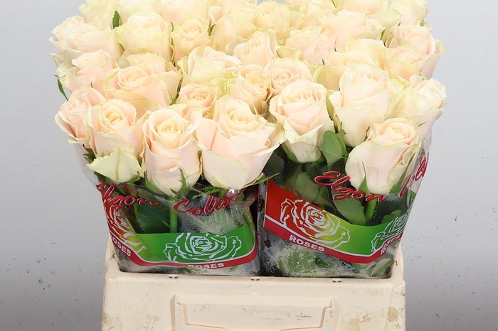 <h4>R Gr Charmant</h4>