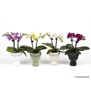 PHALAENOPSIS-HYBRID