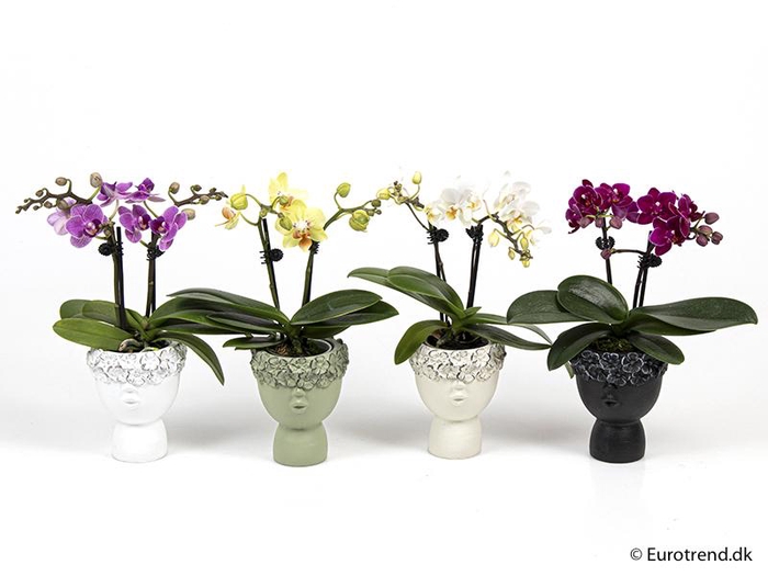 <h4>PHALAENOPSIS-HYBRID</h4>