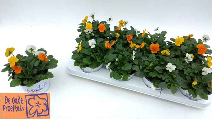 <h4>VIO TRICOLOR</h4>