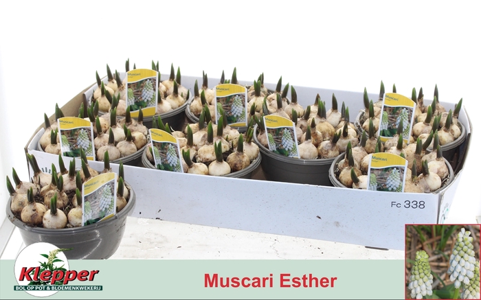 Muscar Esther