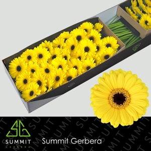 Germini Sunshine Water x60