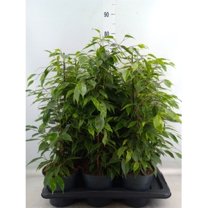 Ficus benja. 'Anastasia'