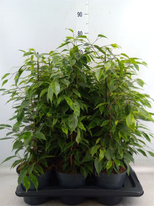 <h4>Ficus benja. 'Anastasia'</h4>