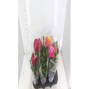DAHLIA XXL P15