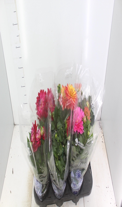 <h4>DAHLIA XXL P15</h4>