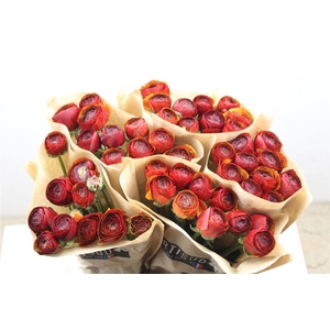 Ran Cloni Ex Brownie