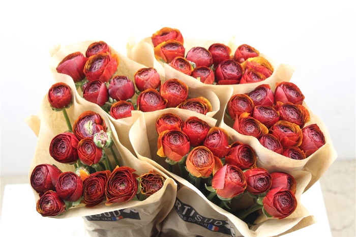 <h4>Ran Cloni Ex Brownie</h4>