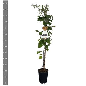 Rubus o. 'Black Jewel' (klimfruit aan stok)C4