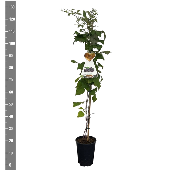 <h4>Rubus o. 'Black Jewel' (klimfruit aan stok)C4</h4>