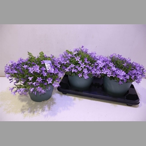 Camp Portenschlagian Pink