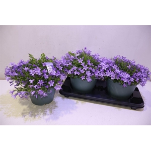 Camp Portenschlagian Pink