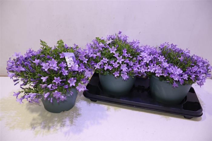 <h4>Camp Portenschlagian Pink</h4>