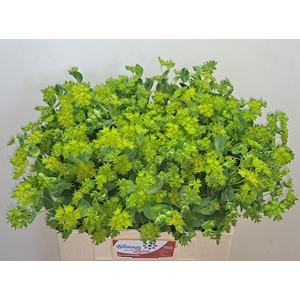 BUPLEURUM ROTUNDIFOL