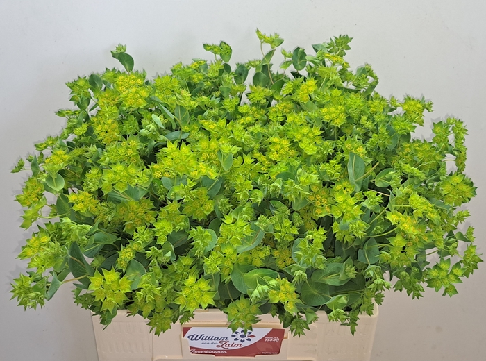 <h4>BUPLEURUM ROTUNDIFOL</h4>