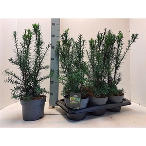 Taxus media 'Hicksii' C2