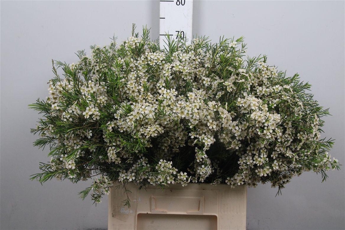 <h4>Chame Un Ofir</h4>