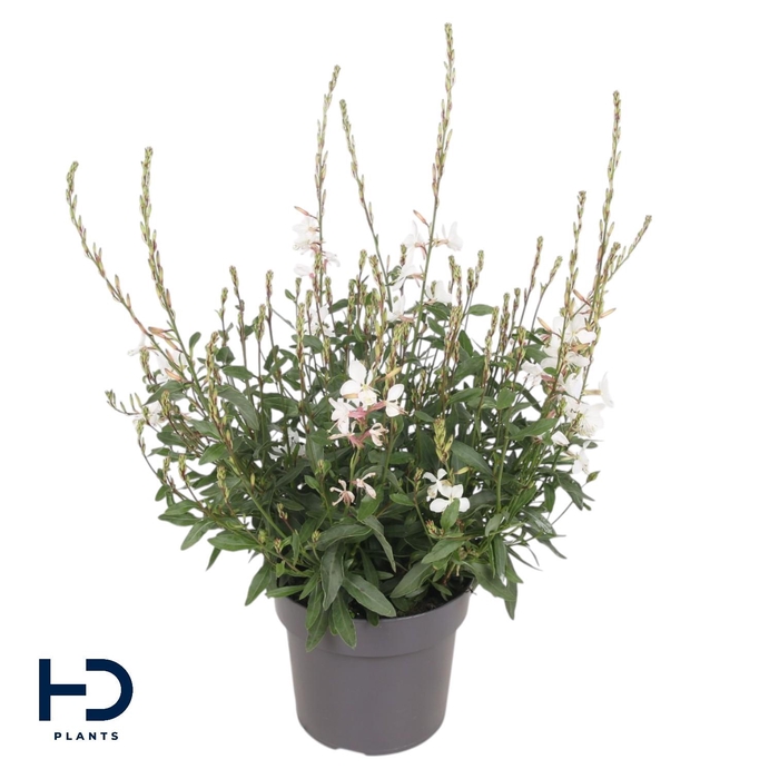 <h4>Gaura lind. 17cm Gaudi® Medium White</h4>