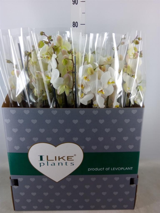 <h4>Phalaenopsis ...white</h4>