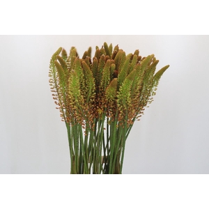 Eremurus  'Flash Dance'