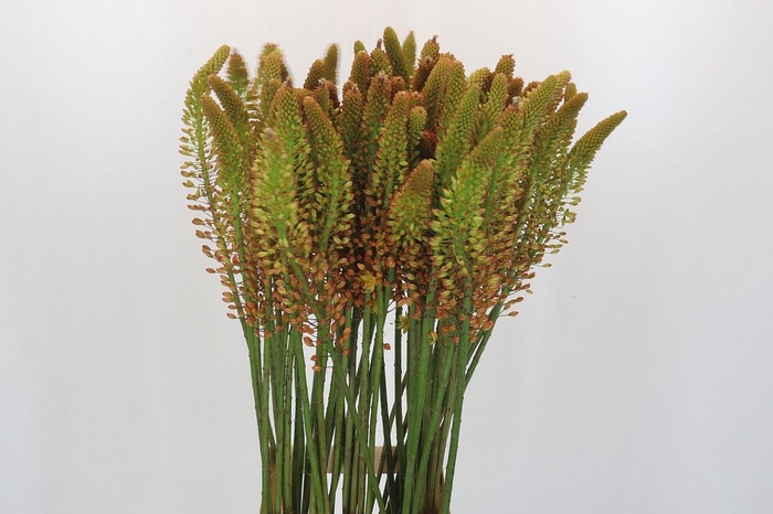 <h4>Eremurus  'Flash Dance'</h4>