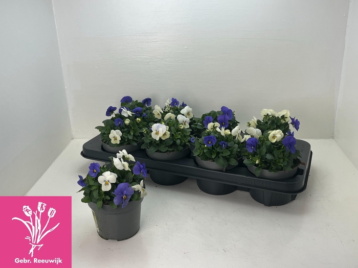 <h4>VIO TRICOLOR</h4>