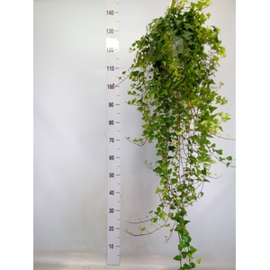 Hedera helix 'Anna'