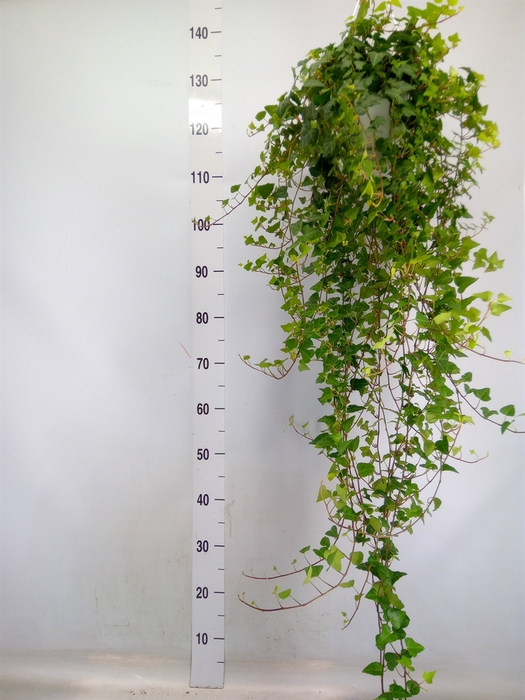 <h4>Hedera helix 'Anna'</h4>