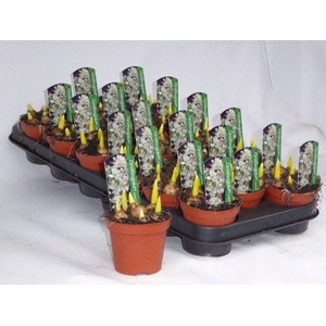 BULB ORNITHOGALUM BALANSEA P9