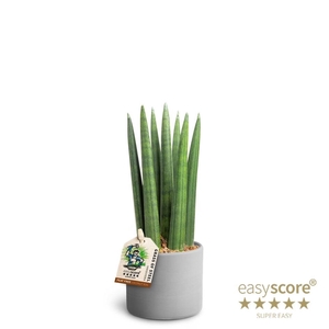 SANSEVIERIA CYLINDRICA
