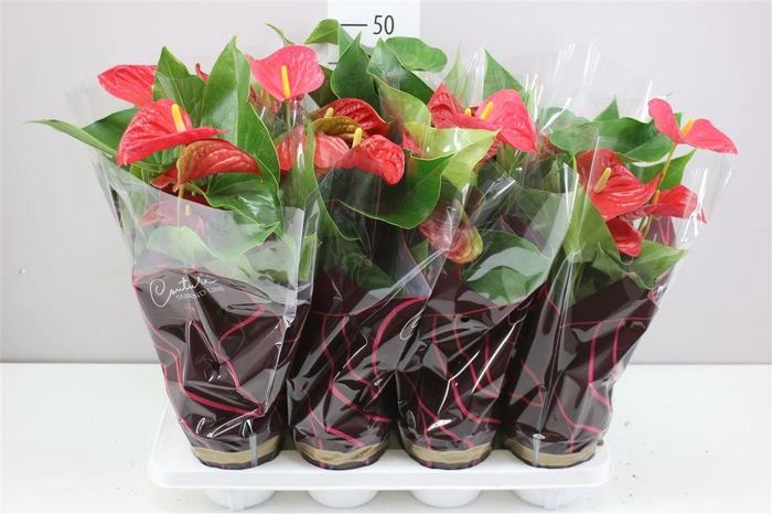 <h4>Anth An Casparo Red</h4>