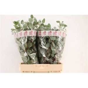 EUC POLYANTHEMO P BS