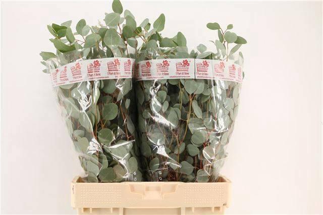 <h4>EUC POLYANTHEMO P BS</h4>