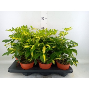 Schefflera arbor. 'Gerda'