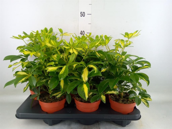 <h4>Schefflera arbor. 'Gerda'</h4>