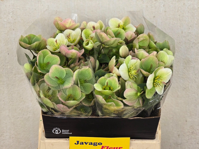 <h4>HELL FRK MOONDANCE</h4>