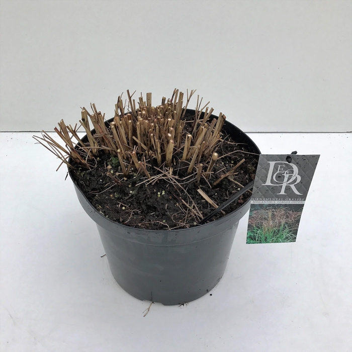 <h4>Graminées Miscanthus 'Ferner Osten'</h4>