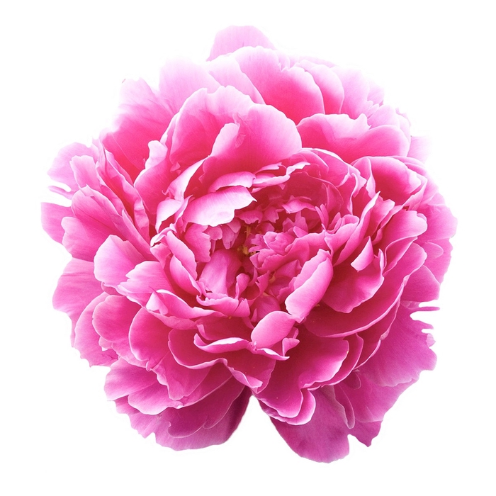 <h4>Paeonia Dr A Fleming</h4>