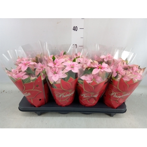 Euphorbia pulc. 'Princ Pink'