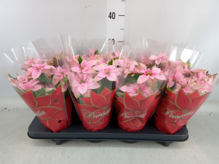 <h4>Euphorbia pulc. 'Princ Pink'</h4>