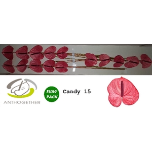 Anth A Candy 7 cm X15 Oosterzon