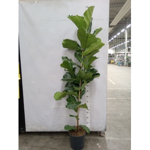 Ficus lyrata