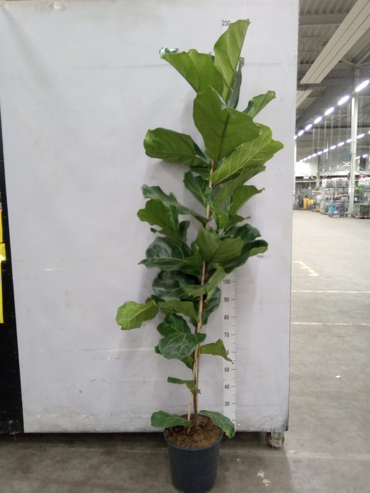<h4>Ficus lyrata</h4>