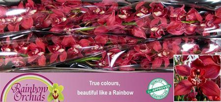 <h4>Cymb T Ferrari</h4>