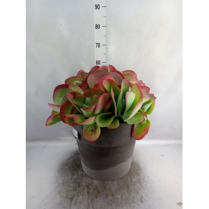 Kalanchoe NF thyrsiflora