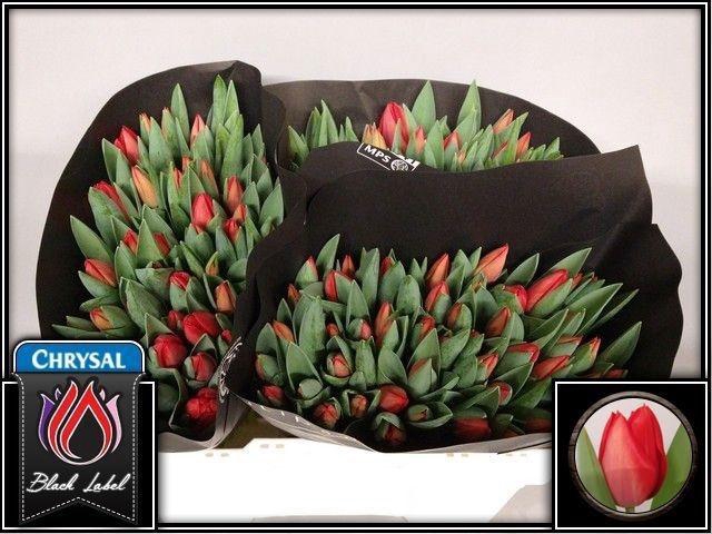 <h4>TU EN RED SOLDIER</h4>