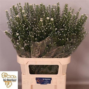 Aster Un Monte Cassino