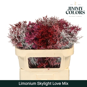 Limonium Skylight L70 Love Mix